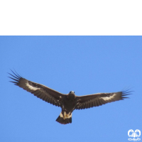 گونه عقاب طلایی Golden Eagle